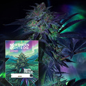Northern Lights OG Automatic (Zamnesia Seeds) feminisiert