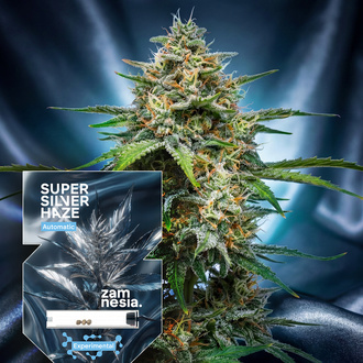 Super Silver Haze Automatic (Zamnesia Seeds) feminisiert
