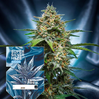 Super Silver Haze Automatic (Zamnesia Seeds) feminisiert