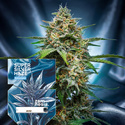 Super Silver Haze Automatic (Zamnesia Seeds) feminisiert