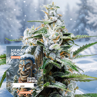Hawaiian Snow Automatic (Zamnesia Seeds) feminisiert