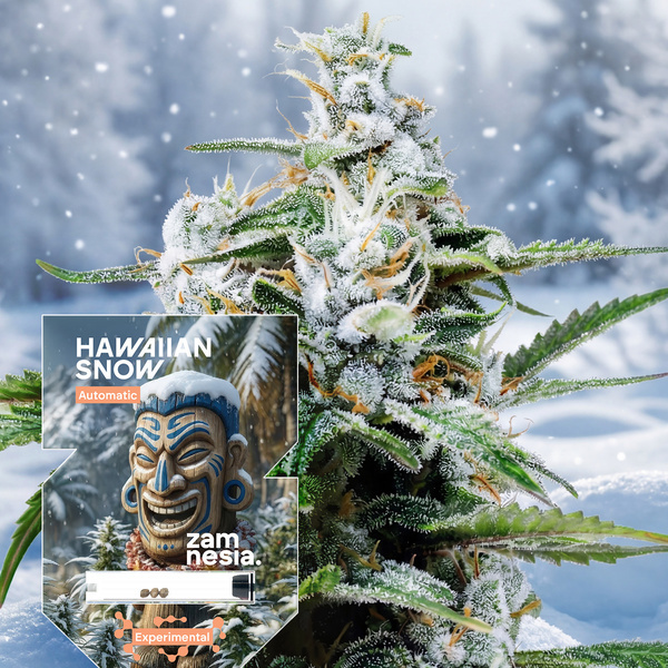 Hawaiian Snow Automatic (Zamnesia Seeds) feminisiert