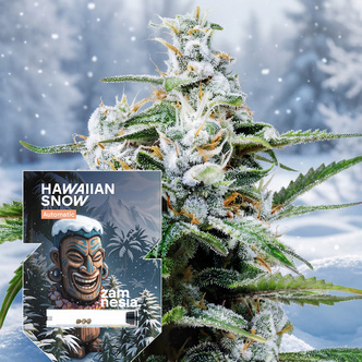 Hawaiian Snow Automatic (Zamnesia Seeds) feminisiert