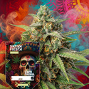 Sativa Fiesta (Zamnesia Seeds) feminisiert