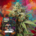 Sativa Fiesta (Zamnesia Seeds) feminisiert