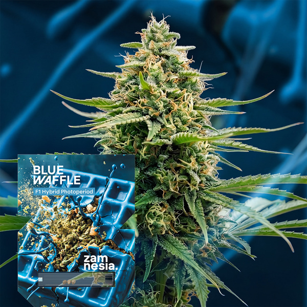 Blue Waffle F1 (Zamnesia Seeds) Feminisiert