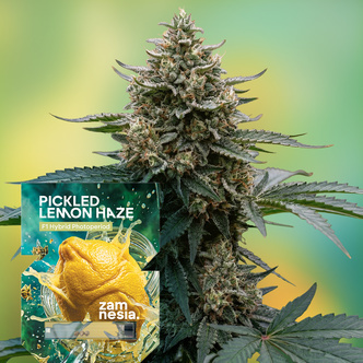 Pickled Lemon Haze F1 (Zamnesia Seeds) Feminisiert