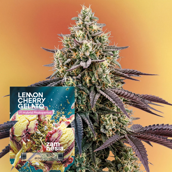 Lemon Cherry Gelato F1 (Zamnesia Seeds) feminisiert