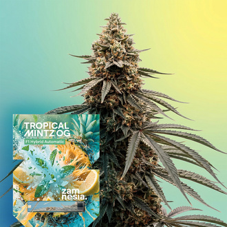 Tropical Mintz OG F1 Automatic (Zamnesia Seeds) Feminisiert