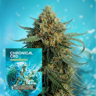 Chronical CBD F1 Automatic (Zamnesia Seeds) feminisiert