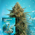 Chronical CBD F1 Automatic (Zamnesia Seeds) feminisiert