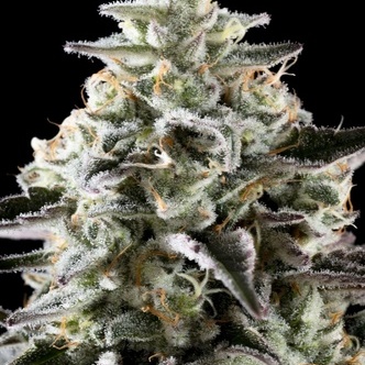 Mexican Sativa (Kannabia) feminisiert