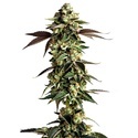 Blue Zushi (Growers Choice) feminisiert