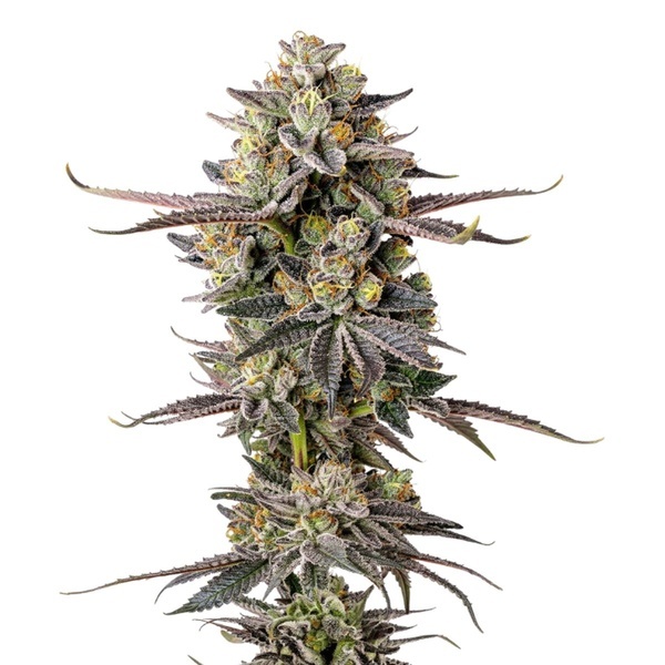 Double Donny Burger (Growers Choice) feminisiert