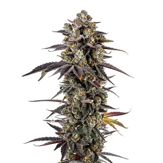 Pink Glitterbomb (Growers Choice) feminisiert