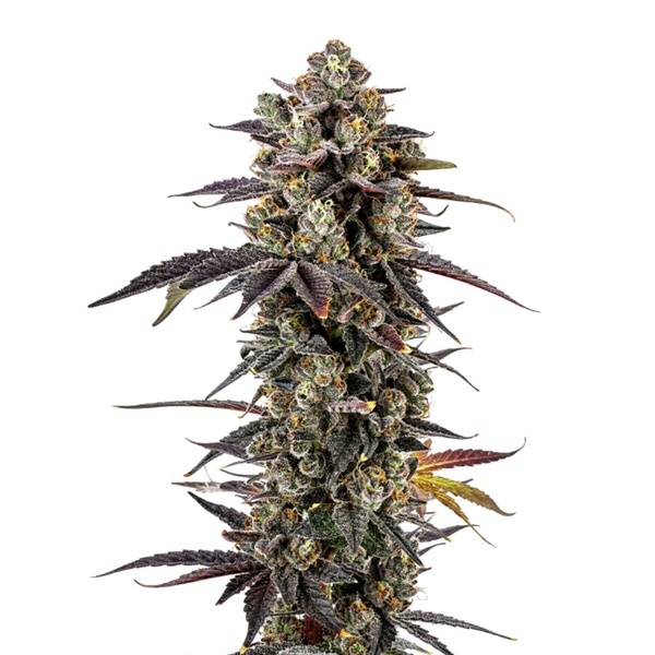 Pink Glitterbomb (Growers Choice) feminisiert