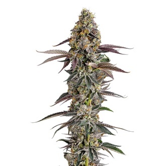 Platinum Mimosa Cookies (Growers Choice) feminisiert