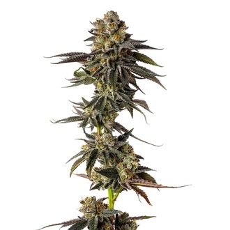 Toad Poison (Growers Choice) feminisiert