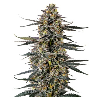 Triploid F1 Iced Sangria (Growers Choice) feminisiert