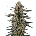 Triploid F1 Iced Sangria (Growers Choice) feminisiert
