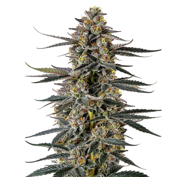 Triploid F1 Iced Sangria (Growers Choice) feminisiert