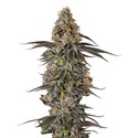Triploid F1 Sticky Wasabi (Growers Choice) feminisiert