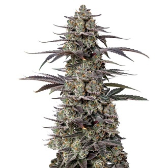 Triploid F1 Tropicana Cherry (Growers Choice) feminisiert