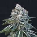 Death Roll (Exotic Seed) feminisiert