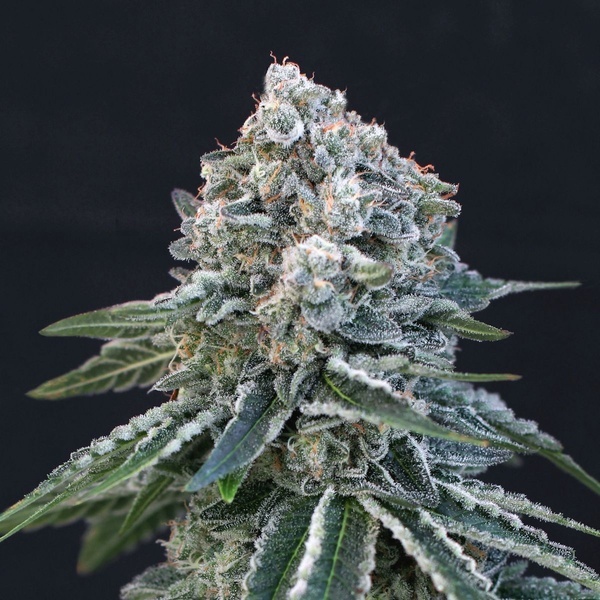 Death Roll (Exotic Seed) feminisiert