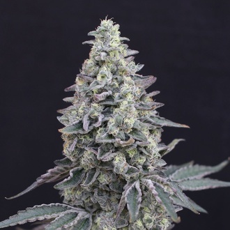 Georgia Cream Auto (Exotic Seed) feminisiert