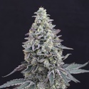 Georgia Cream Auto (Exotic Seed) feminisiert