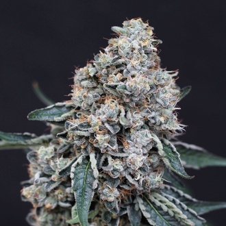 Quick Wash (Exotic Seed) feminisiert