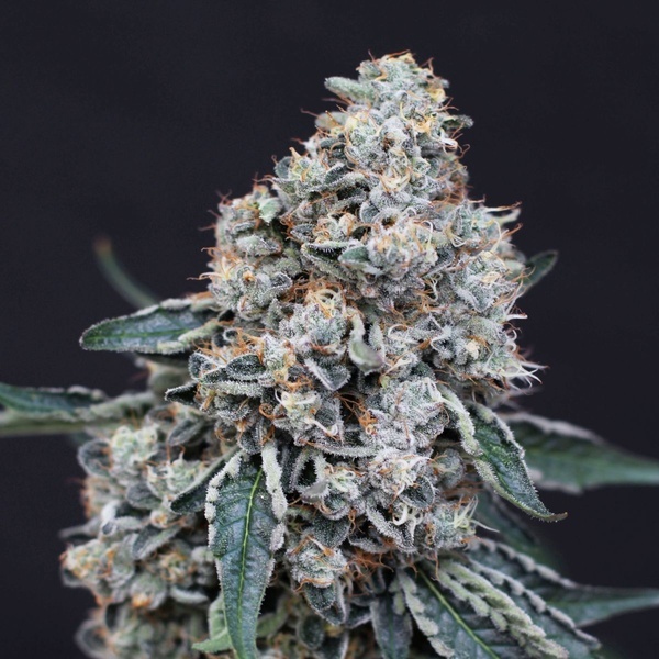 Quick Wash (Exotic Seed) feminisiert