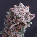 Tangie Smasher Auto (Exotic Seed) feminisiert