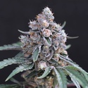 Turbo Junky (Exotic Seed) feminisiert