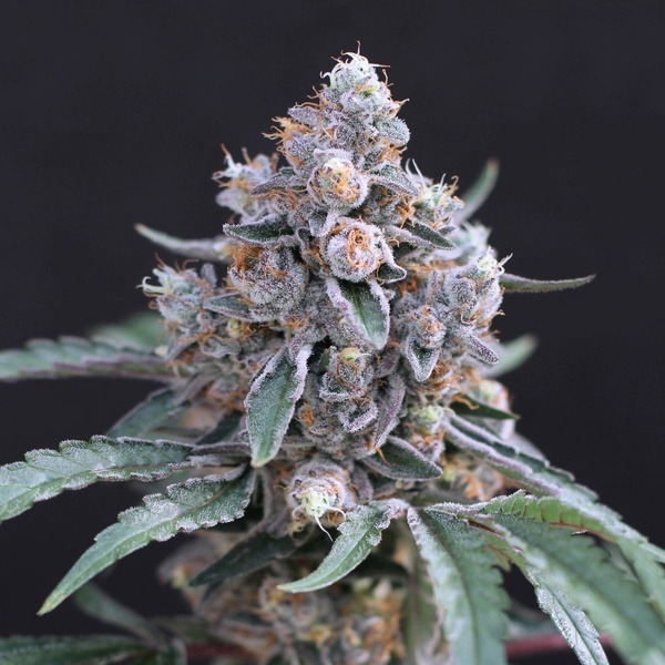 Turbo Junky (Exotic Seed) feminisiert