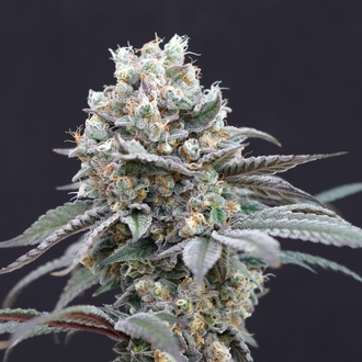 The Clash (Exotic Seed) feminisiert