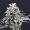 The Clash (Exotic Seed) feminisiert