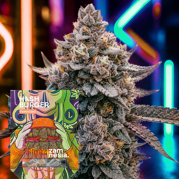 Hash Burger (Zamnesia Seeds) feminisiert
