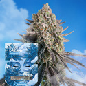 Blue Dream Fast Version (Zamnesia Seeds) feminisiert
