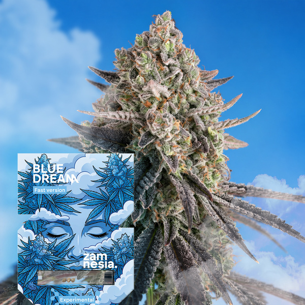 Blue Dream Fast Version (Zamnesia Seeds) feminisiert