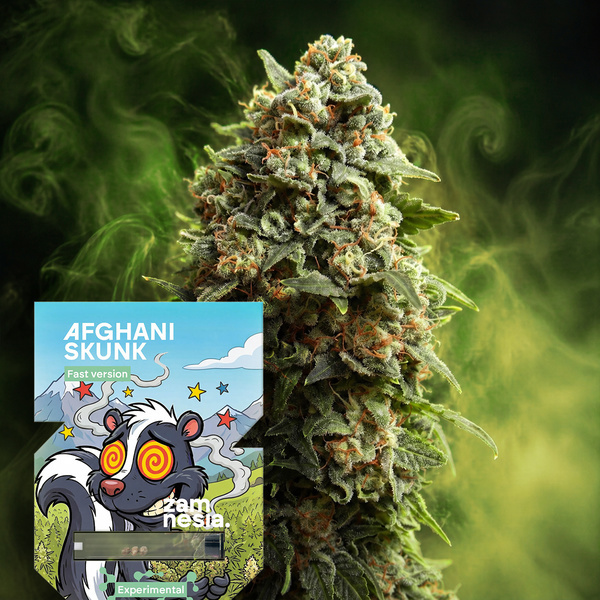 Afghani Skunk Fast Version (Zamnesia Seeds) feminisiert