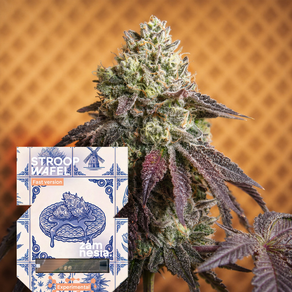 Stroopwafel Fast Version (Zamnesia Seeds) feminisiert