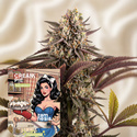 Cream Pie Fast Version (Zamnesia Seeds) feminisiert