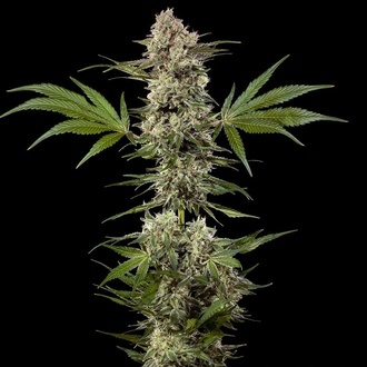 Banana Runtz F1 (Barney's Farm) feminisiert