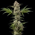 Banana Runtz F1 (Barney's Farm) feminisiert