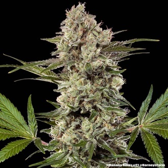 Banana Runtz F1 (Barney's Farm) feminisiert