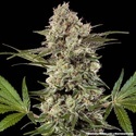 Banana Runtz F1 (Barney's Farm) feminisiert