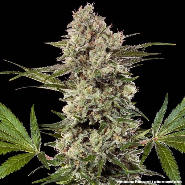 Banana Runtz F1 (Barney's Farm) feminisiert