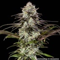 London Pound Cake F1 (Barney's Farm) feminisiert